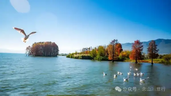 雲南大理洱海的海鷗來了,水杉紅了